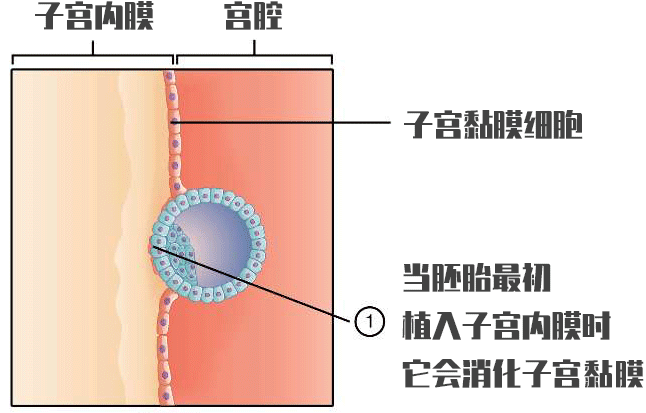 做试管婴儿怎么提升成功率?武汉董丽萍医生怎么样?
